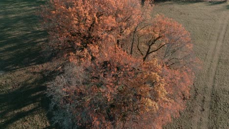 beech tree in autumn season on beautiful sunny morning, aerial view