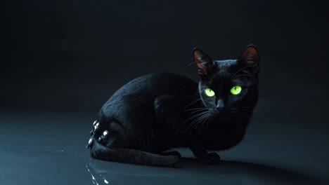 black cat with glowing eyes