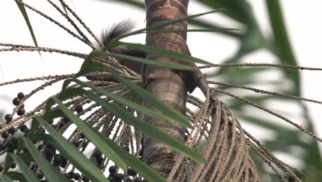 Squirrel-eating-aÃ§ai-fruit-in-the-wild-jungle-of-Brazil