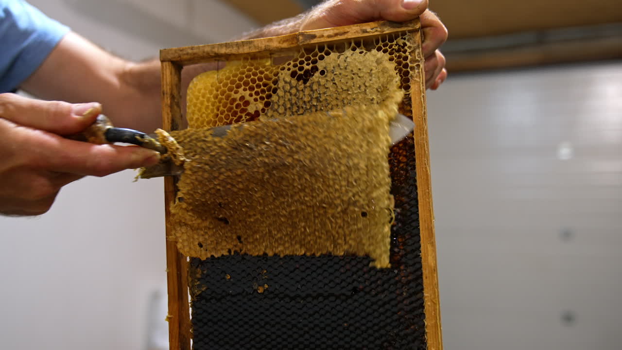The layer of wax is removed with the help of electric knife appliance. Apiarist prepares frames with honeycombs for extracting honey.