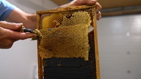 the layer of wax is removed with the help of electric knife appliance. apiarist prepares frames with honeycombs for extracting honey.