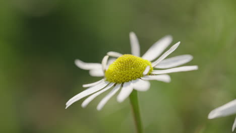 close-up of a daisy