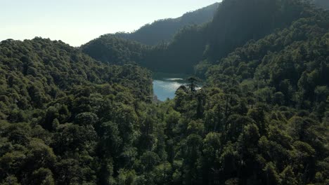 在陽光明<unk>的日子里,一個湖泊周圍的 araucaria 森林 - 無人機拍攝