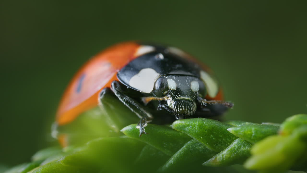 Seven-spot ladybird on leaf, macro closeup in nature. Coccinella septempunctata, common ladybug.