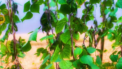 Panning-shot-of-lima-bean-plant-with-green-leaves-and-pods---Bangladesh,-Asia