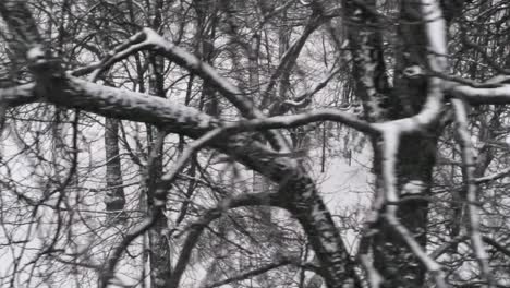 quickly tracking through snow covered branches, young people hanging out in a winter park, aerial