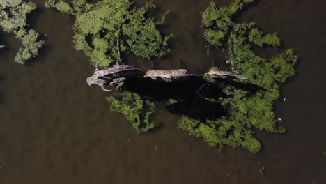 Estanque-Capturado-Desde-Arriba-Por-Un-Dron