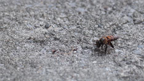 bee moving on a rough surface