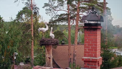 birds on nest on top of a wooden pole