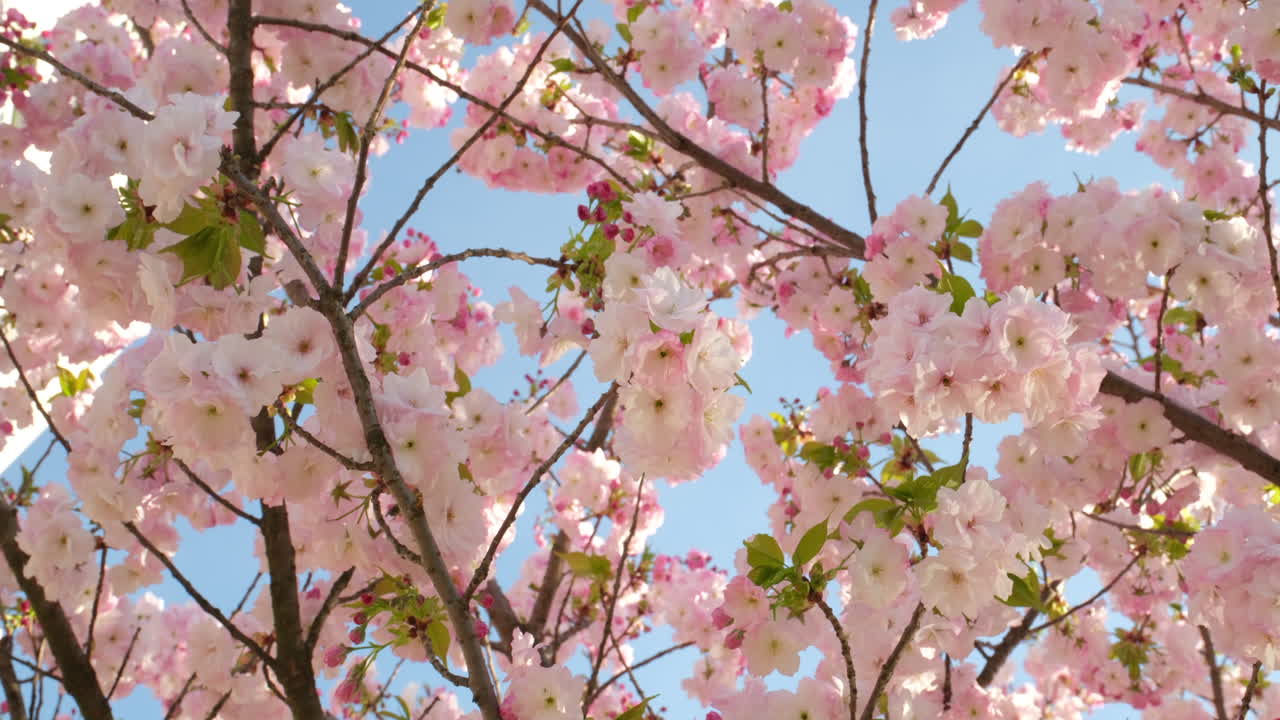 las delicadas flores de cerezo estallan en flor contra un cielo azul claro, anunciando la llegada de la primavera