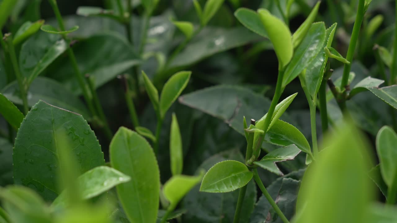 Camellia sinensis plant tea leaf up-close Long Coc Hill Vietnam plantation