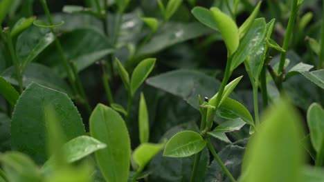 camellia sinensis plant tea leaf up-close long coc hill vietnam plantation