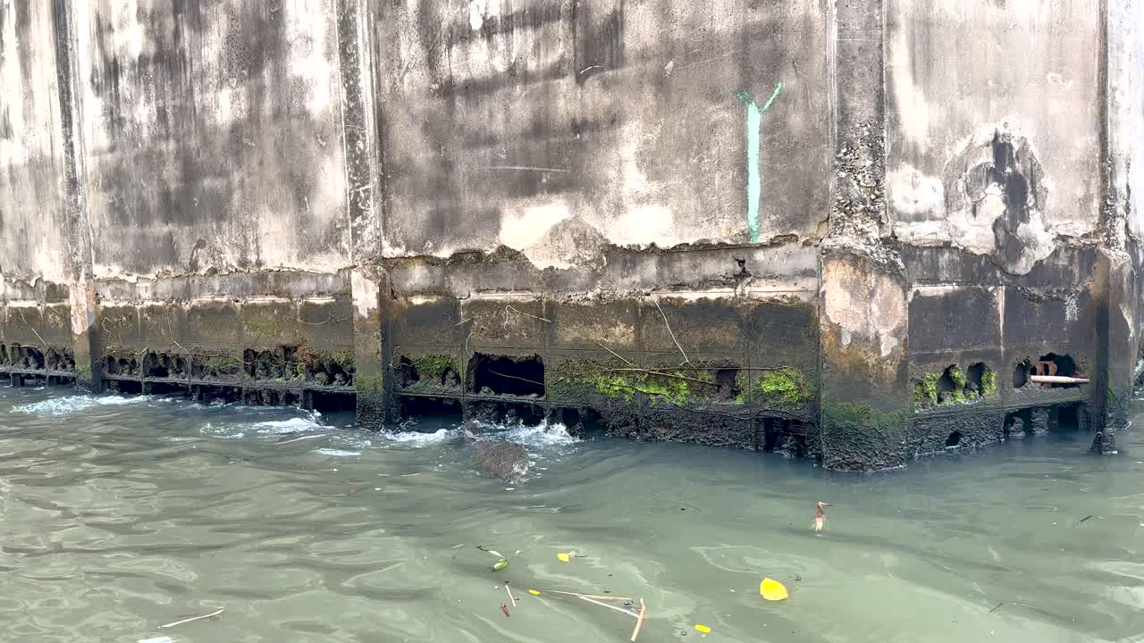 운하 벽 근처 에서 수영 하는 모니터 도마