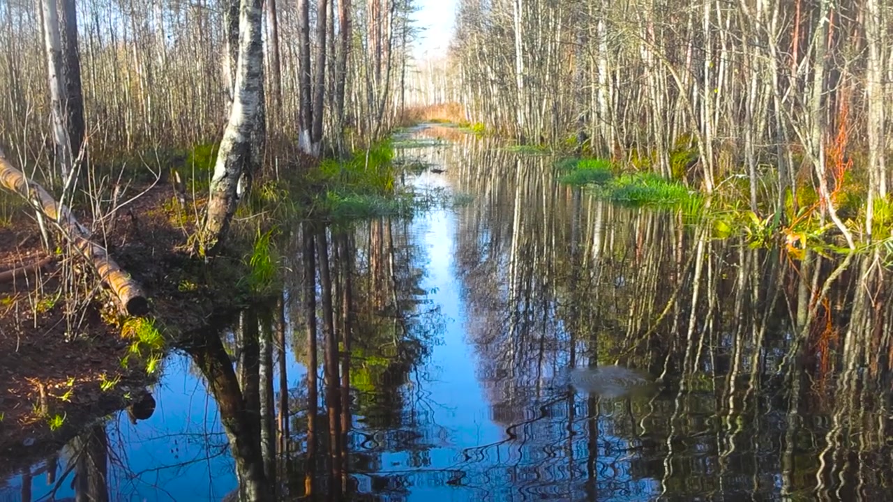 Footage that moves up slowly reveals a swampy river in a bog or marsh in Pääsküla hiking trail during autumn sunny day. Water is dark and reflects the birch trees and small plants on the shores.