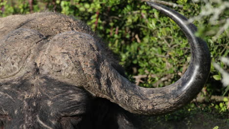 un primer plano del cuerno del búfalo africano.