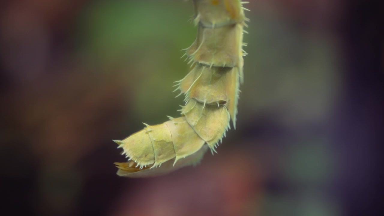 Close up of a spiny stick insect's tail hanging from a tree