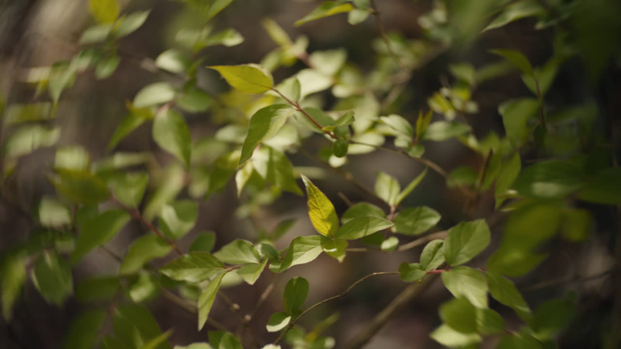 Closeup of Fresh Green Leaves on Branches