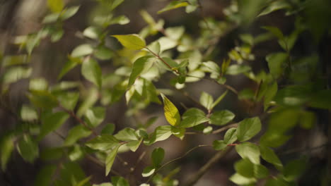 closeup of fresh green leaves on branches