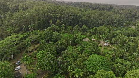 Maui-Hawaii-Aéreo-V38-Drone-Sobrevuelo-Sendero-Natural-Waikamoi-Que-Captura-El-Ecosistema-Nativo-Hawaiano-Con-Densas-Y-Exuberantes-Vegetaciones-En-Un-Entorno-De-Selva-Tropical---Filmado-Con-Cine-Mavic-3---Diciembre-De-2022