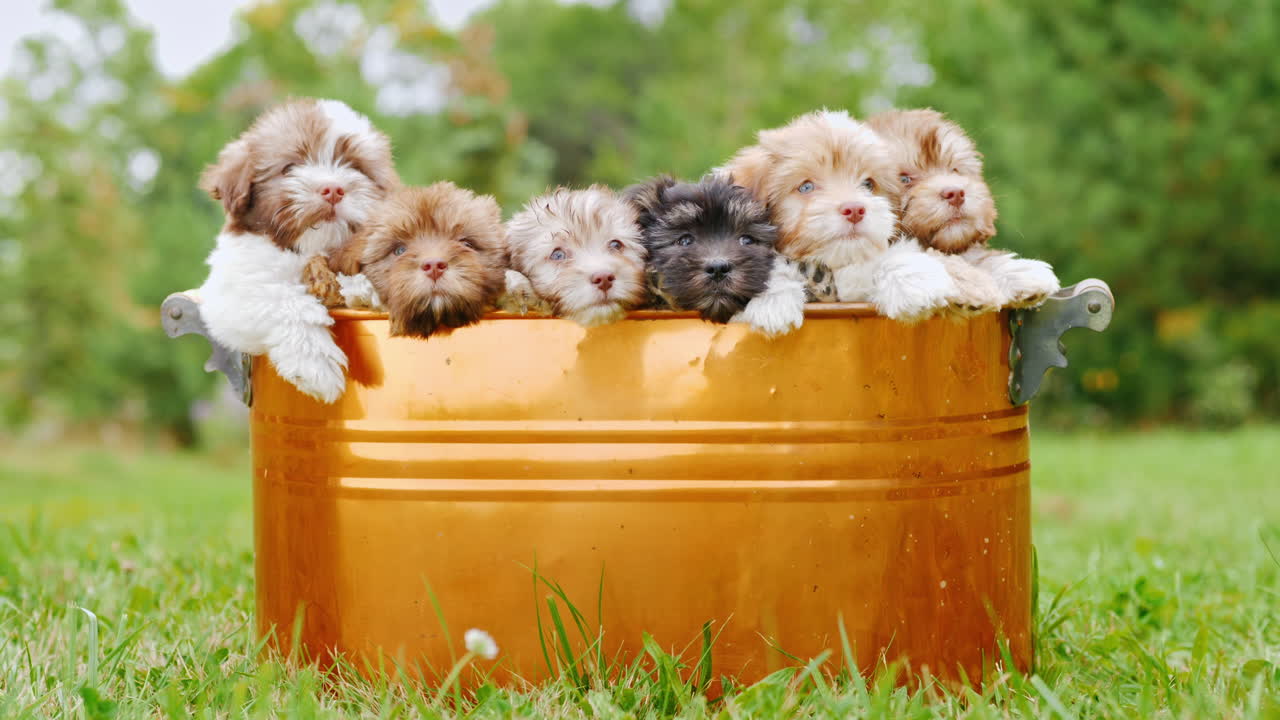 cachorros habaneros en un balde de cobre