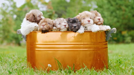 havanese puppies in a copper bucket
