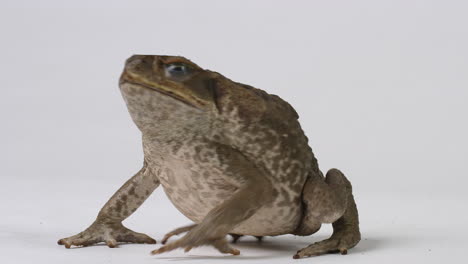 Cane-Toad-Marine-Toad-turns-from-one-side-to-the-other---isolated-on-white-background