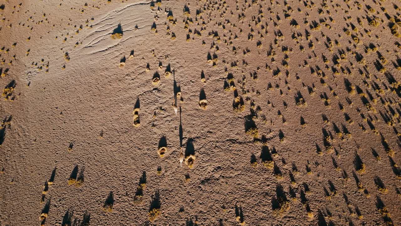Aerial view of vicu&ntilde;as wandering at sunrise in Atacama Desert, casting striking shadows across the arid landscape, evoking serenity and awe