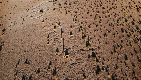 Aerial-view-of-vicuñas-wandering-at-sunrise-in-Atacama-Desert,-casting-striking-shadows-across-the-arid-landscape,-evoking-serenity-and-awe