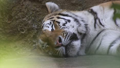 a sleeping tiger, warm and sunny day, nature and jungle, red 4k