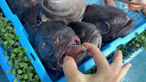 hands inspecting fish at seafood market