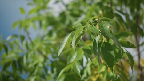Close-up of green leaves gently swaying in the wind with clear blue sky in the background, showcasing natural beauty and serene movement of foliage in an outdoor setting