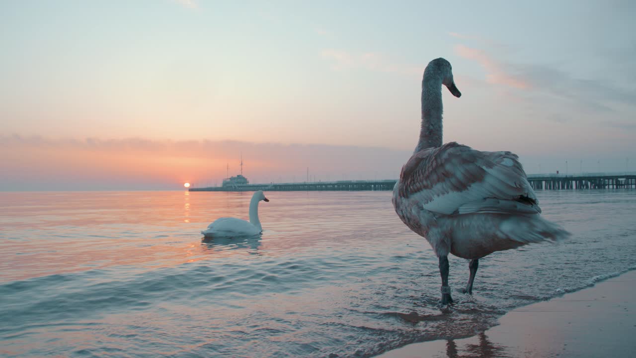 un cisne parado junto a la orilla del mar al amanecer con un muelle al fondo y otros cisnes pasando