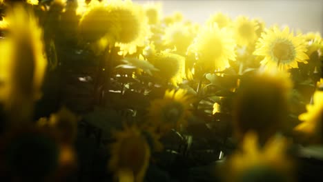 sunflower field on a warm summer evening