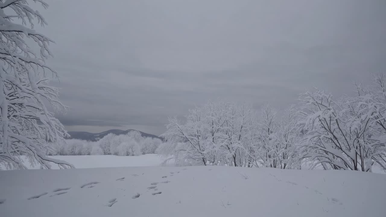 A serene winter landscape video captures snow-covered trees from a low angle, emphasizing the vast