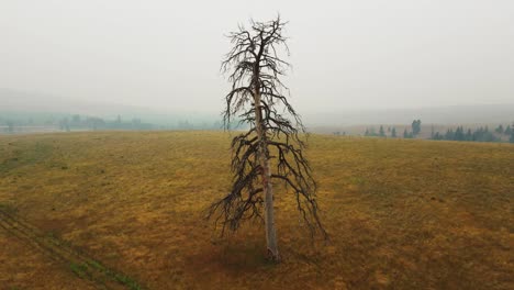 drone flight over a dead tree