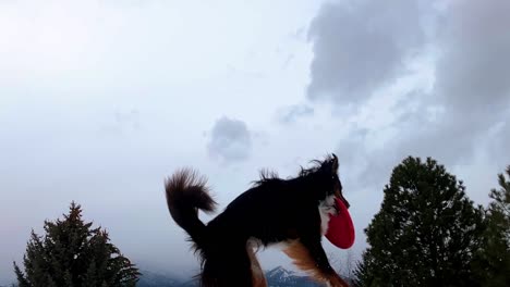 dog enters frame with frisbee already in mouth