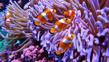 clownfish and anemone coral reef