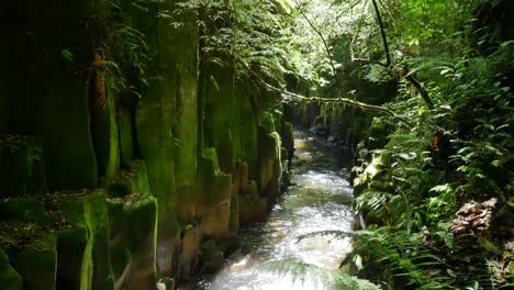 peaceful flowing stream between mossy rock walls and dense forest park at sunlight - whirinaki national park,nz