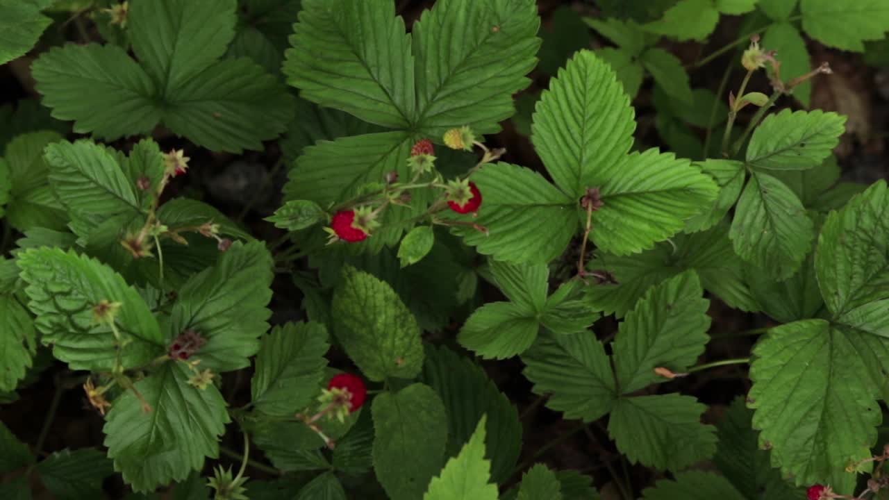 fresas silvestres - fresas de madera que crecen en un pequeño arbusto visto desde arriba