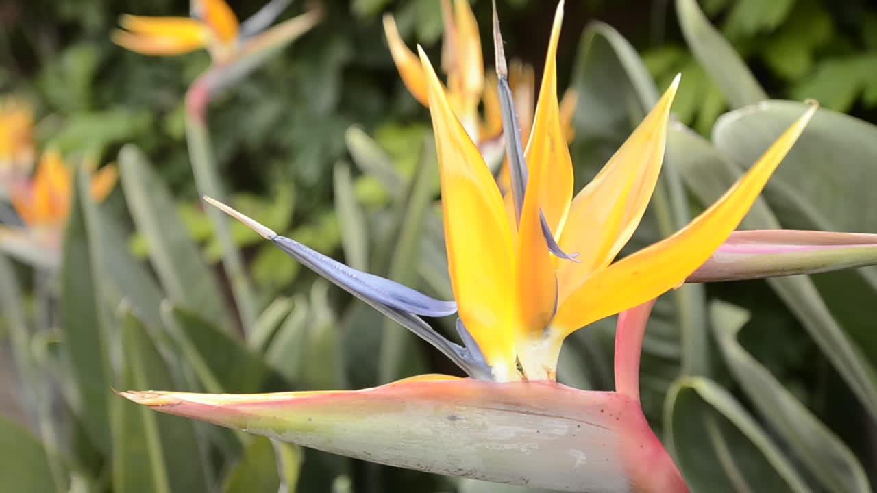 toma panorámica de una flor de ave del paraíso en san diego, california