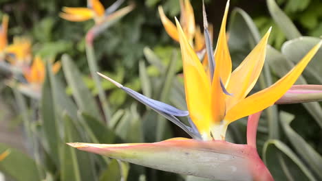 Panning-shot-of-a-bird-of-paradise-flower-in-San-Diego-California