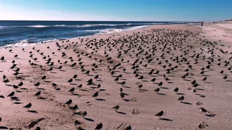 a low angle view of a large flock of sandpipers standing on an empty beach on a sunny day