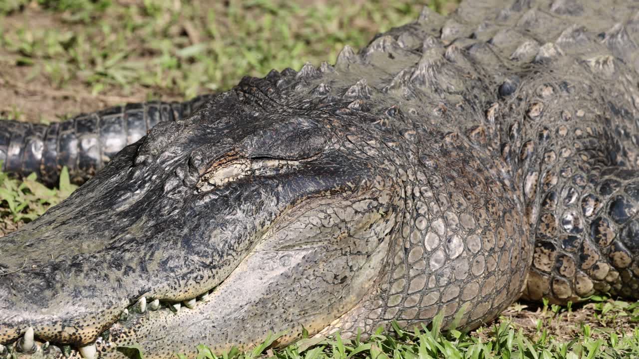 un cocodrilo acostado en un terreno cubierto de hierba