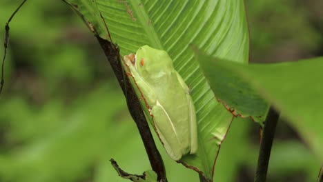 red eye frog napping during the day in a leaf, heart palpitations