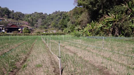 Agricultural Field with Rows of Crops and Forested Hills