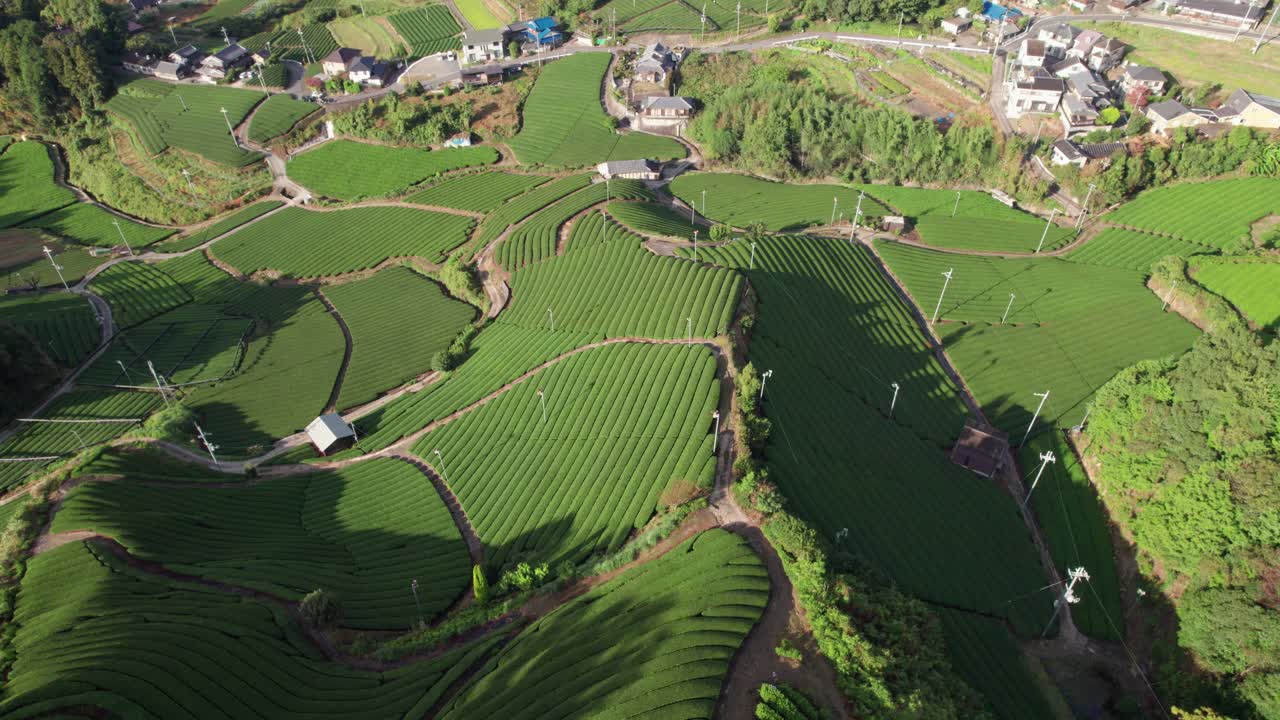 드론 플라이 키오토 차 플랜테이션, 매차 그린 테라스 및 문화 농업