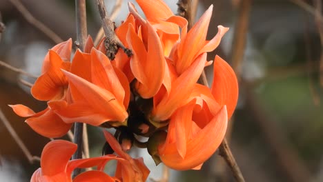 coral tree, ablaze with flowers