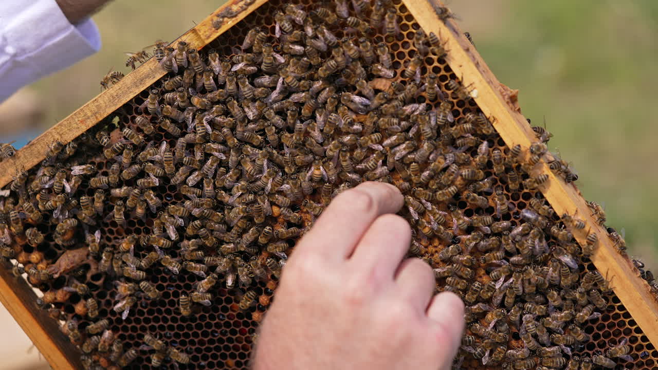 Male hand takes bee away from a honey frame. Numerous busy insects moving around the cells. Close up.