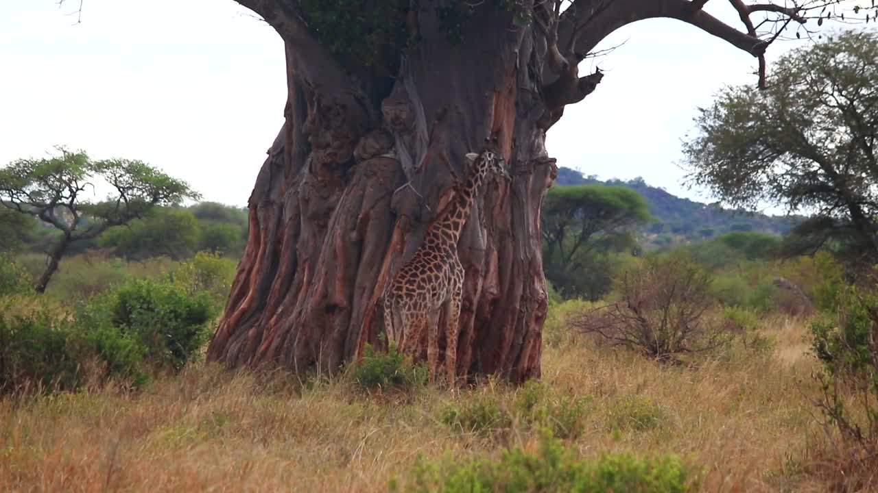 jirafa parada y masticando frente a un enorme árbol baobab en la sabana
