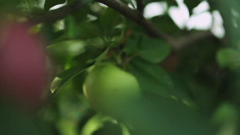 Close up of a woman's hand picking an apple right off the branch
